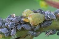 Rhopalosiphum padi : adulte aptère et colonie sur Prunus padus 