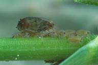 Rhopalosiphum padi : adulte aptère et larves sur blé