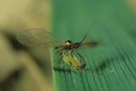 Sitobion avenae : accouplement