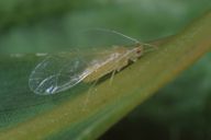Takecallis arundicolens : ailé translucide