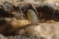 Trama (Neotrama) caudata : adulte aptère