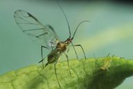 Wahlgreniella arbuti : adulte ailé
