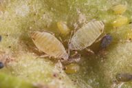 Hayhurstia atriplicis : adultes aptères