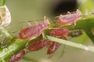 Macrosiphum euphorbiae : colonie rose