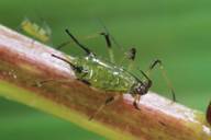 Macrosiphum rosae : adulte aptère