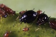 Brachycaudus persicae : adulte aptère