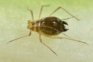 Rhopalosiphoninus latysiphon : adulte aptère