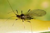 Rhopalosiphoninus latysiphon : adulte ailé