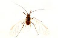 Rhopalosiphoninus staphyleae : adulte ailé