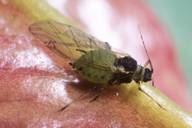 Aphis spiraecola : adulte ailé