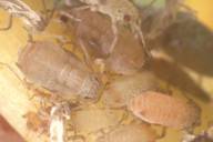 Dysaphis crataegi: colonie