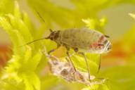 Dysaphis crataegi : adulte aptère