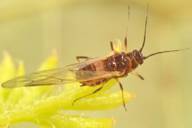 Dysaphis crataegi : adulte ailé