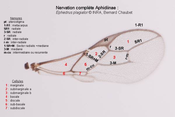 Aphidiinae : nervation complète de l'aile