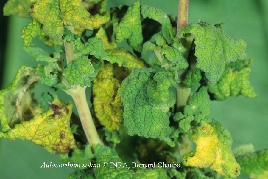 Aulacorthum solani : dégât sur calcéolaire © INRA, Bernard Chaubet