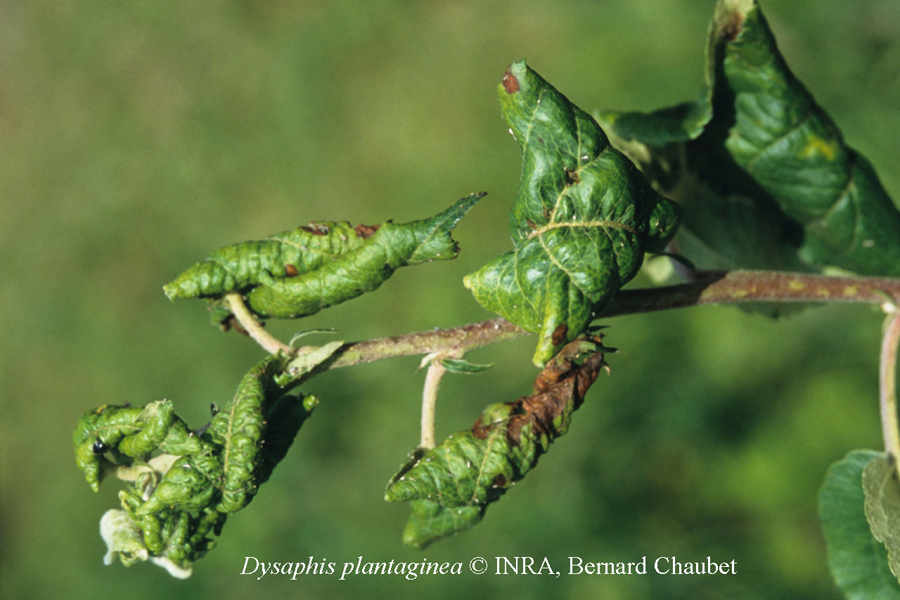 Dysaphis plantaginea : dégât sur pommier