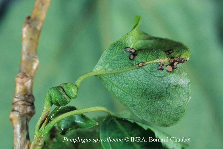 Pemphigus spirothecae : pétiole spiralé sur feuille de peuplier