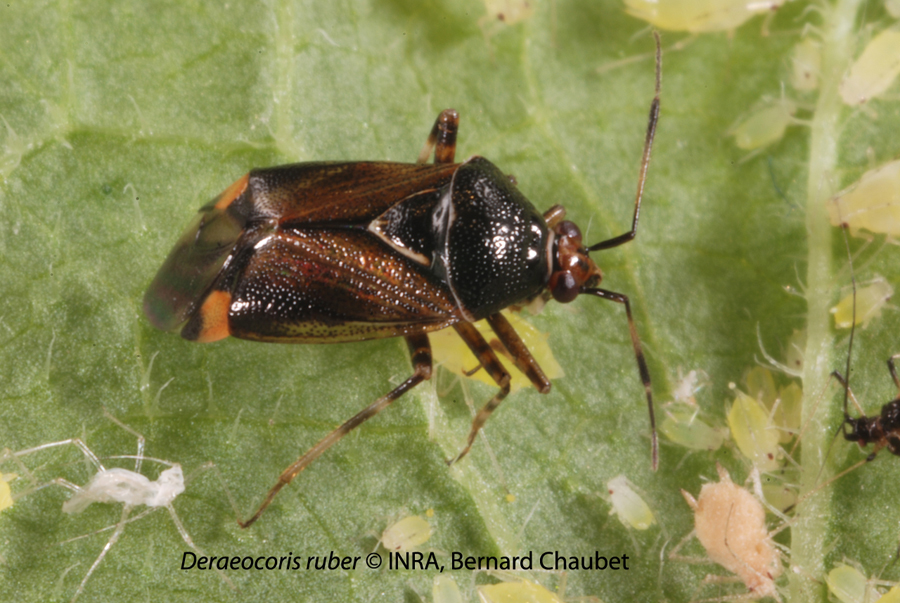 Deraeocoris ruber et Hyperomyzus lampsanae