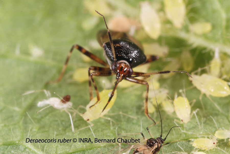 Deraeocoris ruber et Hyperomyzus lampsanae