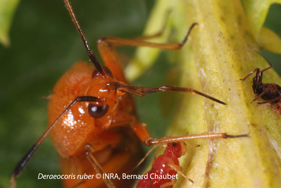 Deraeocoris ruber et Uroleucon tanaceti