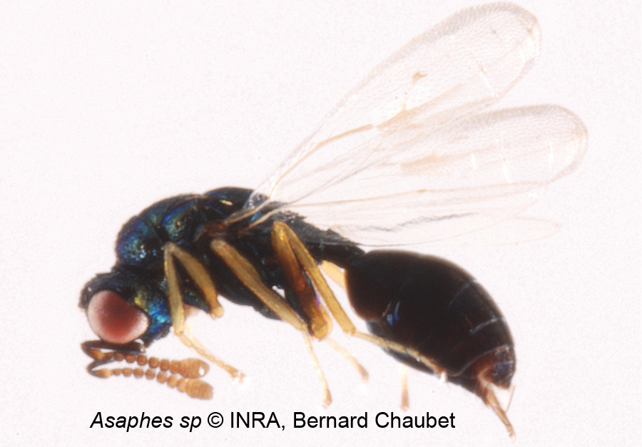 Asaphes sp : habitus