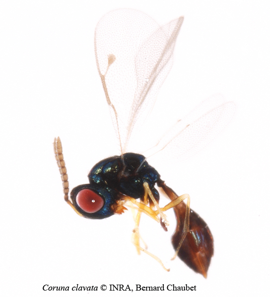 Coruna clavata : habitus