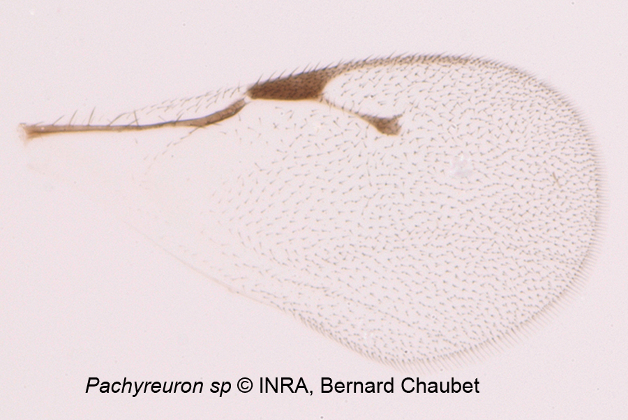 Pachyneuron sp : aile