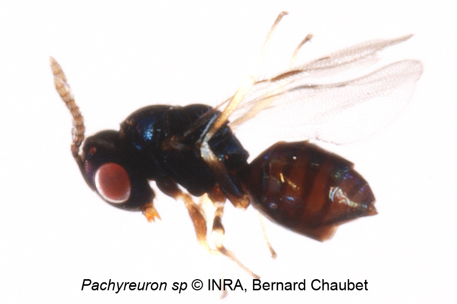 Pachyneuron sp : habitus