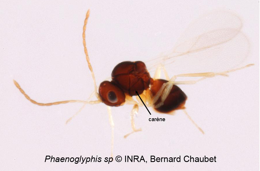 Phaenoglyphis sp : habitus