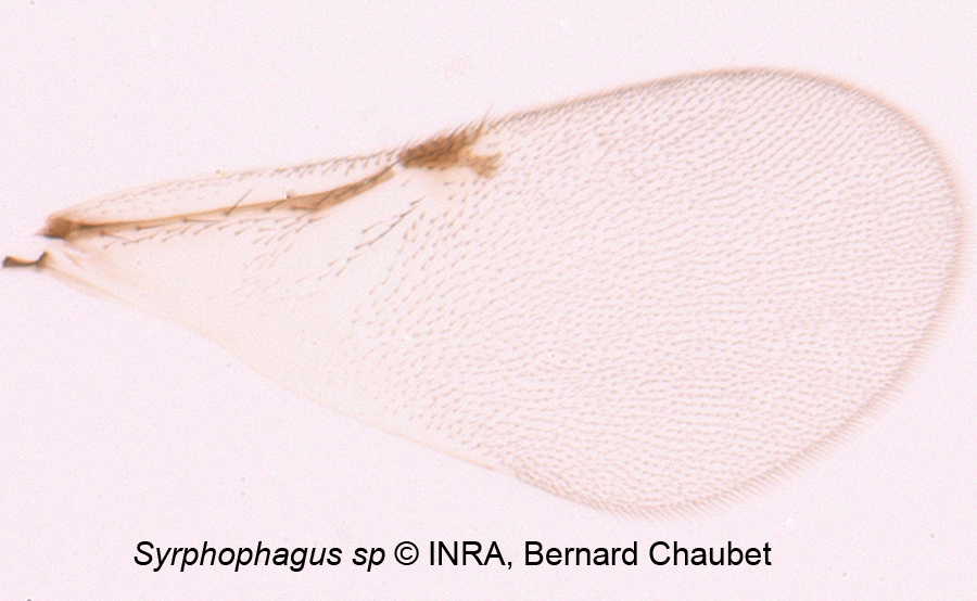 Syrphophagus sp  : aile