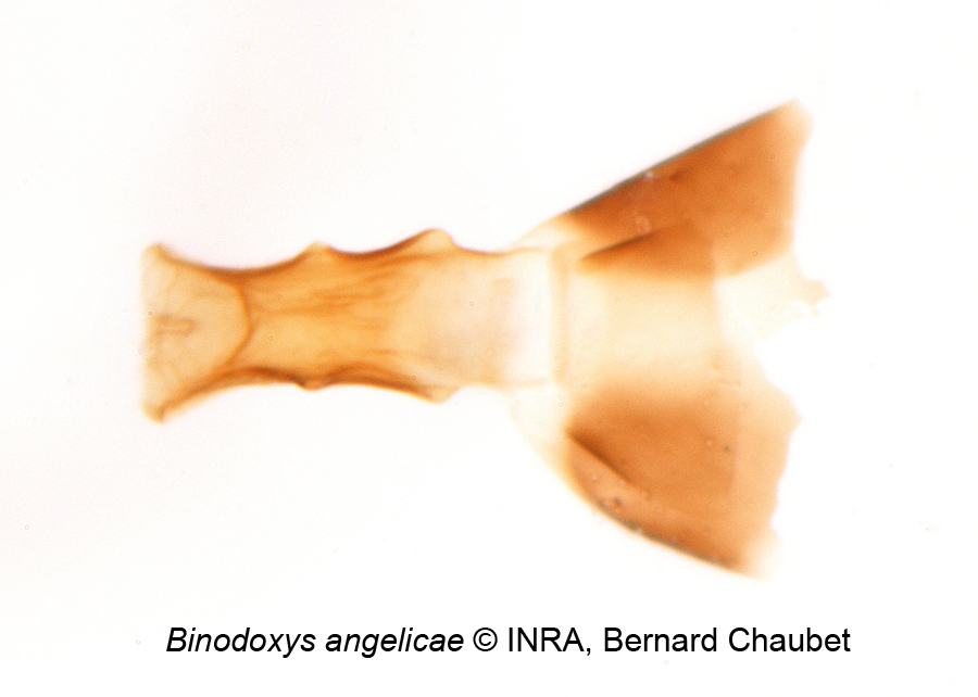 Binodoxys angelicae : présence de tubercules sur T1