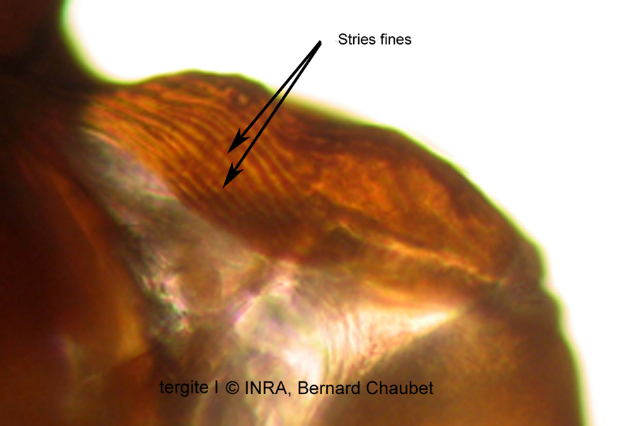 T1 : stries fines