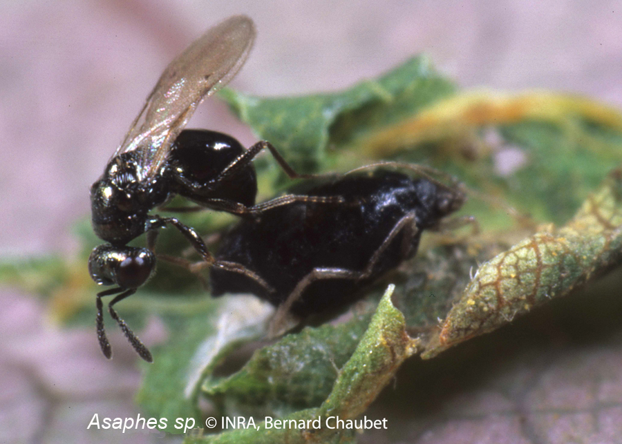 Asaphes sp pondant dans une momie "habitée" par Ephedrus sp