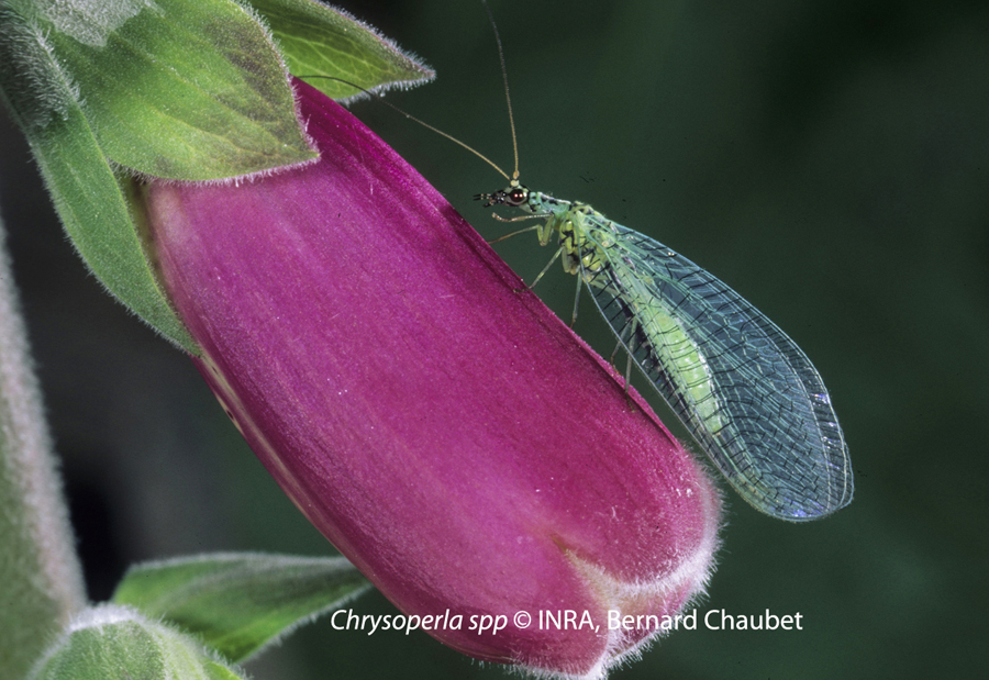 Chrysoperla sp : adulte