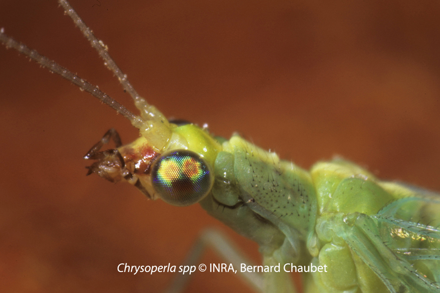 Chrysoperla sp : tête