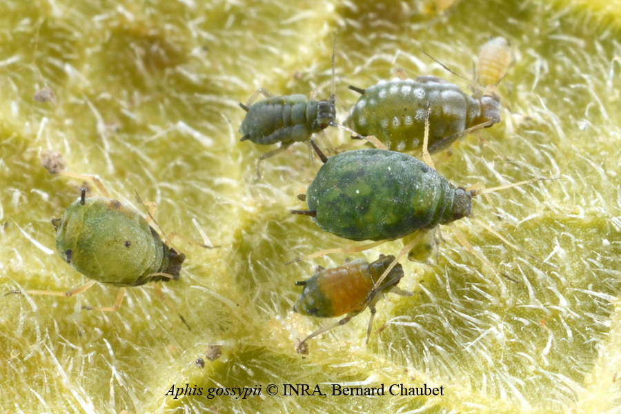 Aphis gossypii : colonie © INRA, Bernard Chaubet