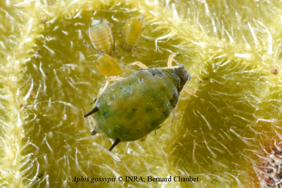 Aphis gossypii : adulte aptère © INRA, Bernard Chaubet