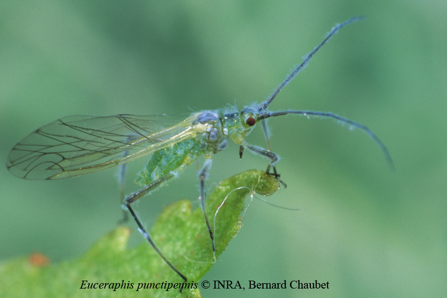 Euceraphis punctipennis : adulte ailé