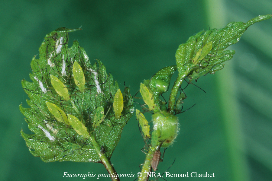 Euceraphis punctipennis : col