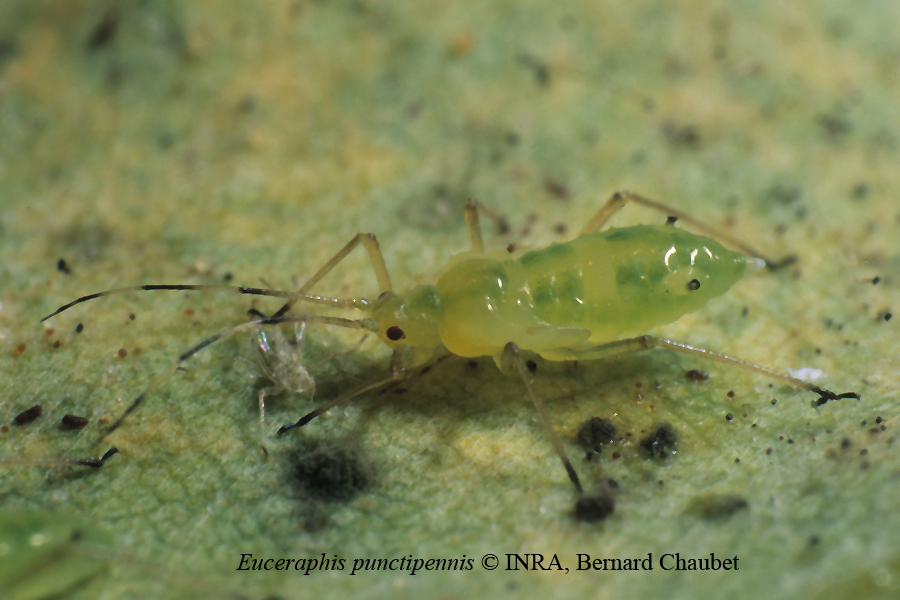 Euceraphis punctipennis : nymphe stade 4