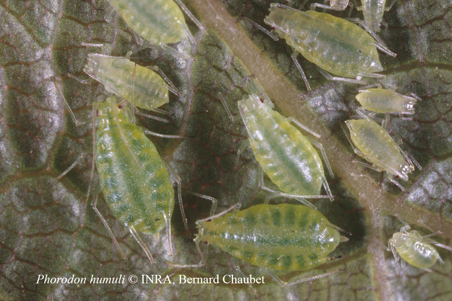 Phorodon humuli  : adultes aptères