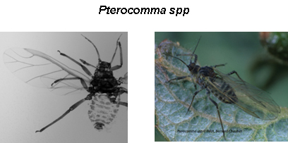 Pterocommatinae