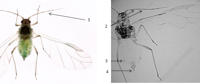 Hyalopterus pruni : fiche d'identification