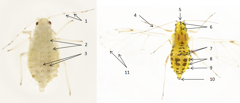 Myzocallis castanicola : fiche d'identification