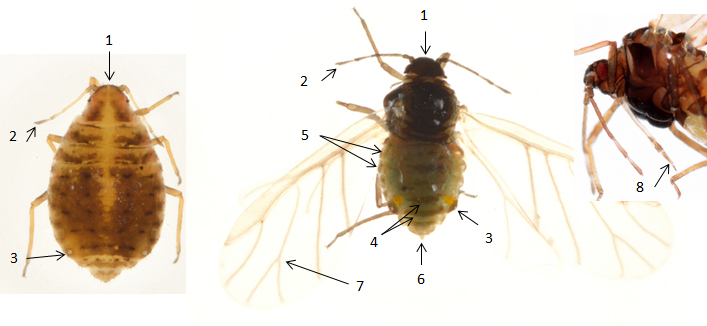 Thelaxes dryophila : fiche d'identification