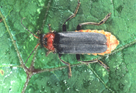 Cantharis fusca : adulte