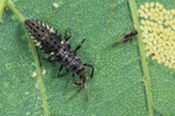 Calvia quatuordecimguttata : larve