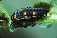 Coccinella septempunctata : larve