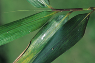 Takecallis arundicolens : miellat sur feuille de bambou