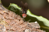 La mouche Fannia sur une colonie de Tuberolachnus salignus